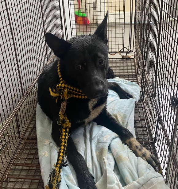 新北市已領養狗 混種犬