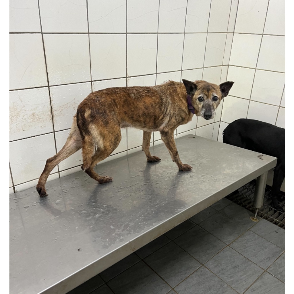 新北市已領養狗 混種犬