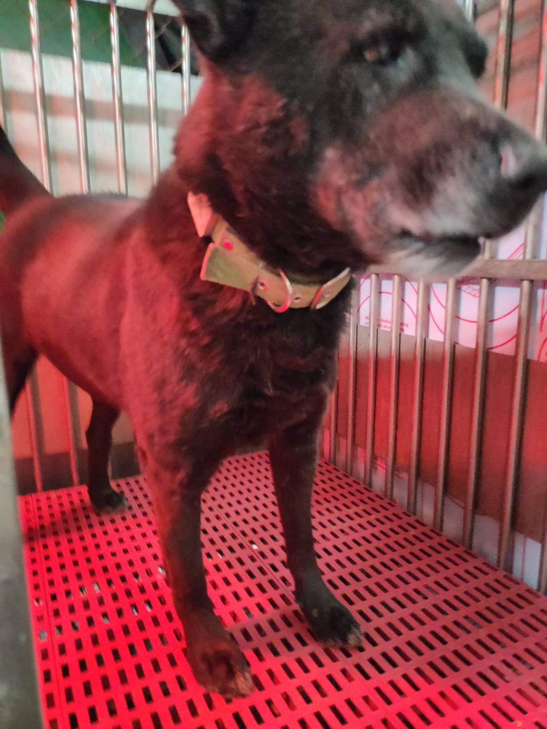 新北市已領養狗 混種犬