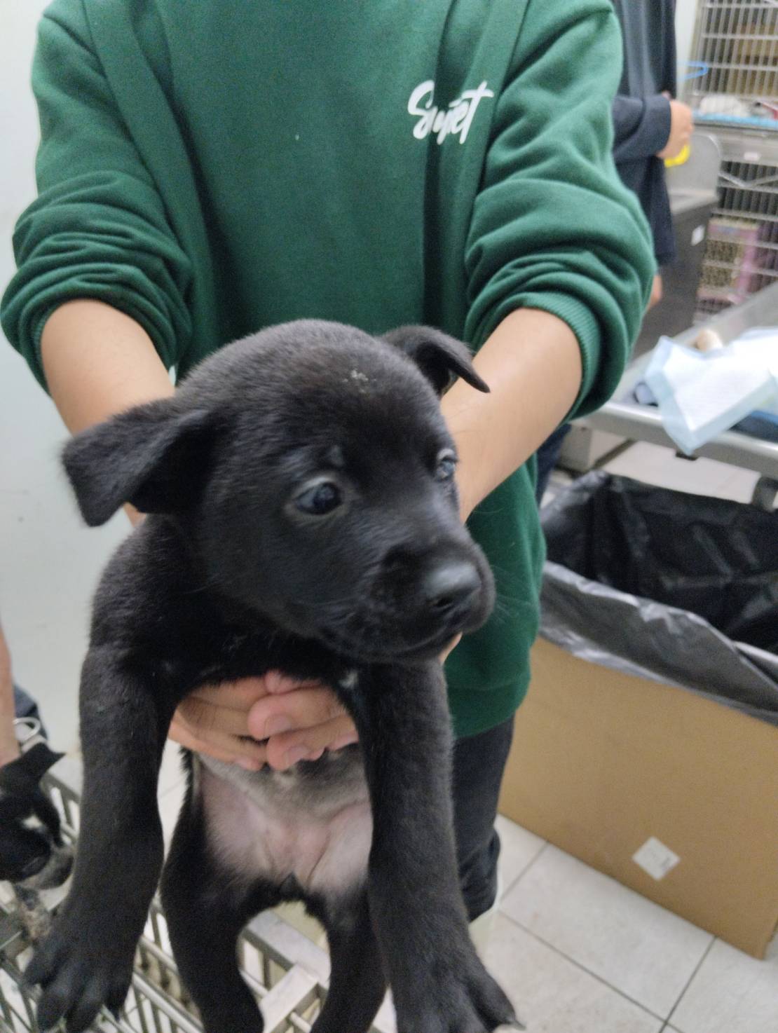 嘉義市已領養狗 混種犬