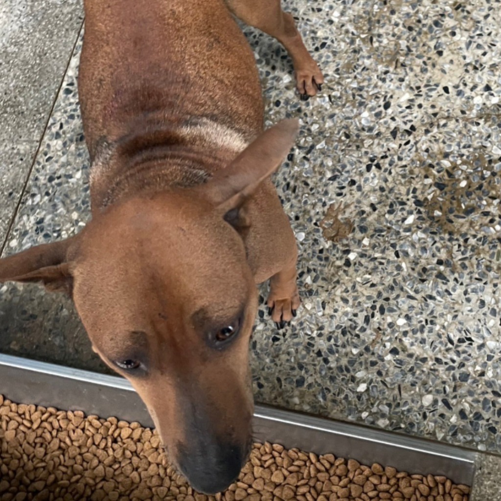 苗栗縣已領養狗 混種犬