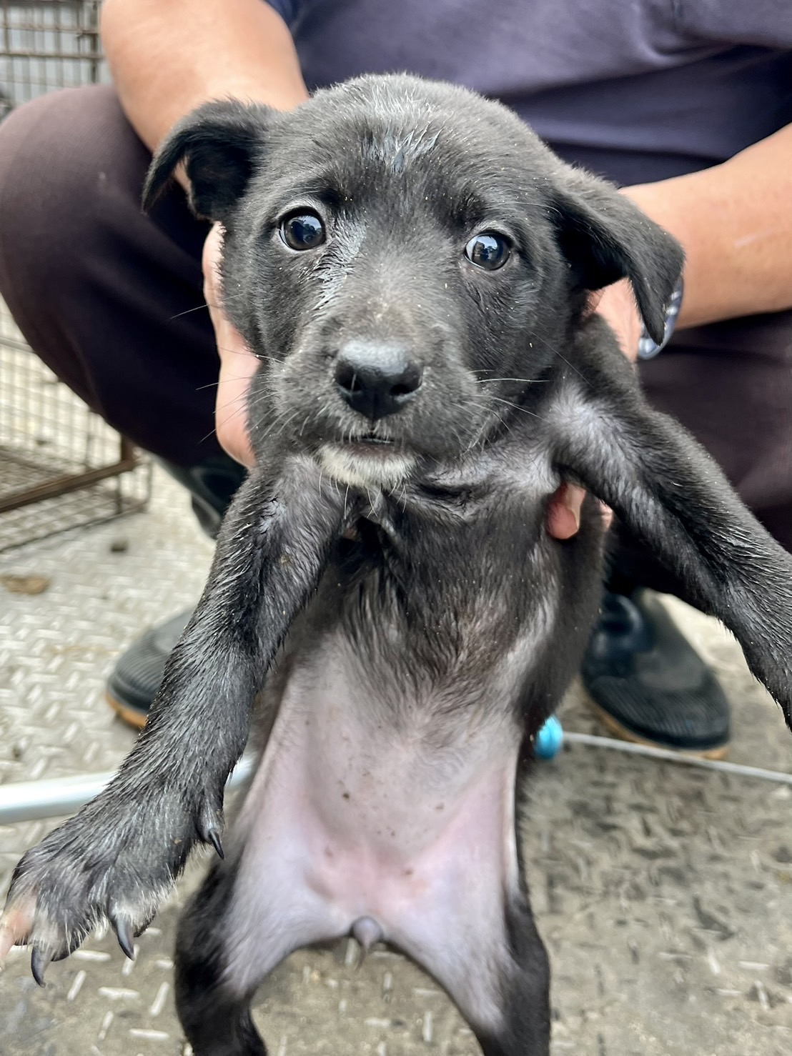 彰化縣已領養狗 混種犬