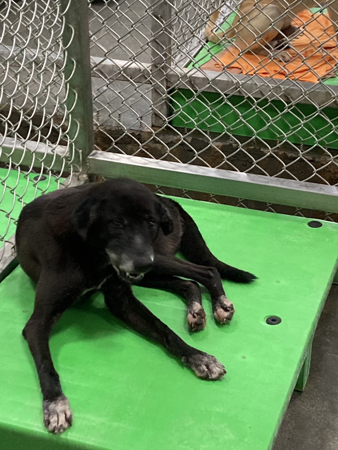台東縣已領養狗 混種犬
