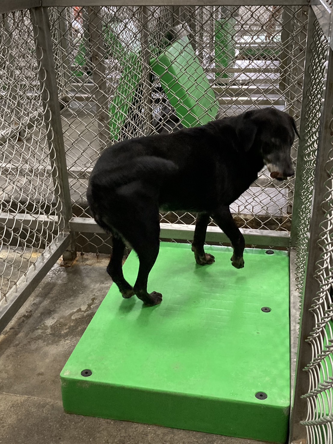 台東縣已領養狗 混種犬