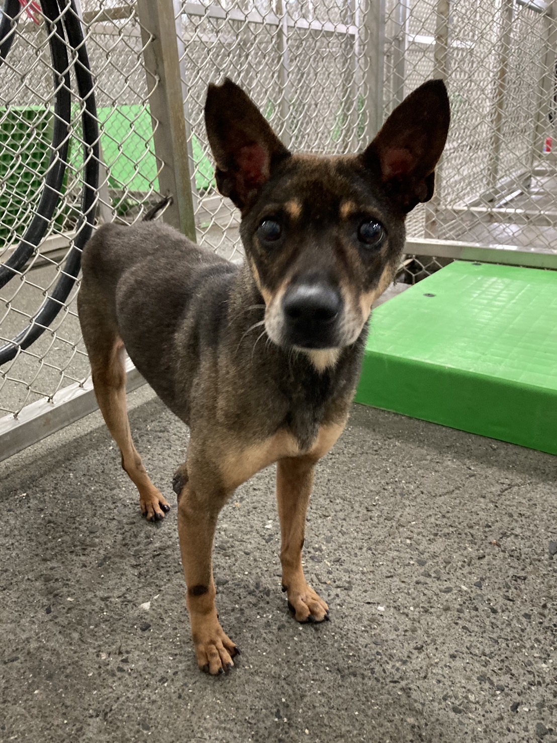 台東縣已領養狗 混種犬