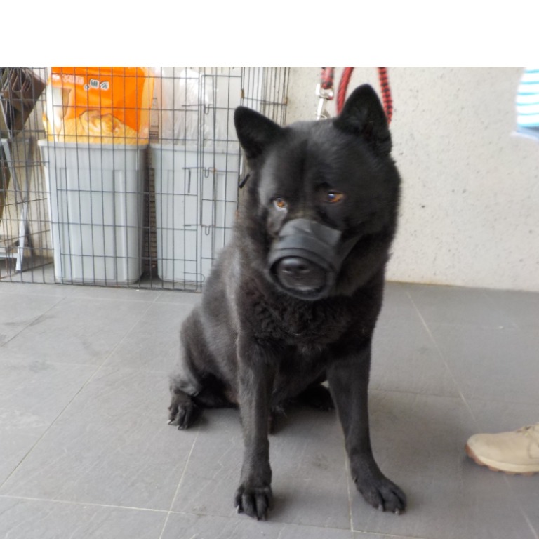 南投縣已領養狗 混種犬