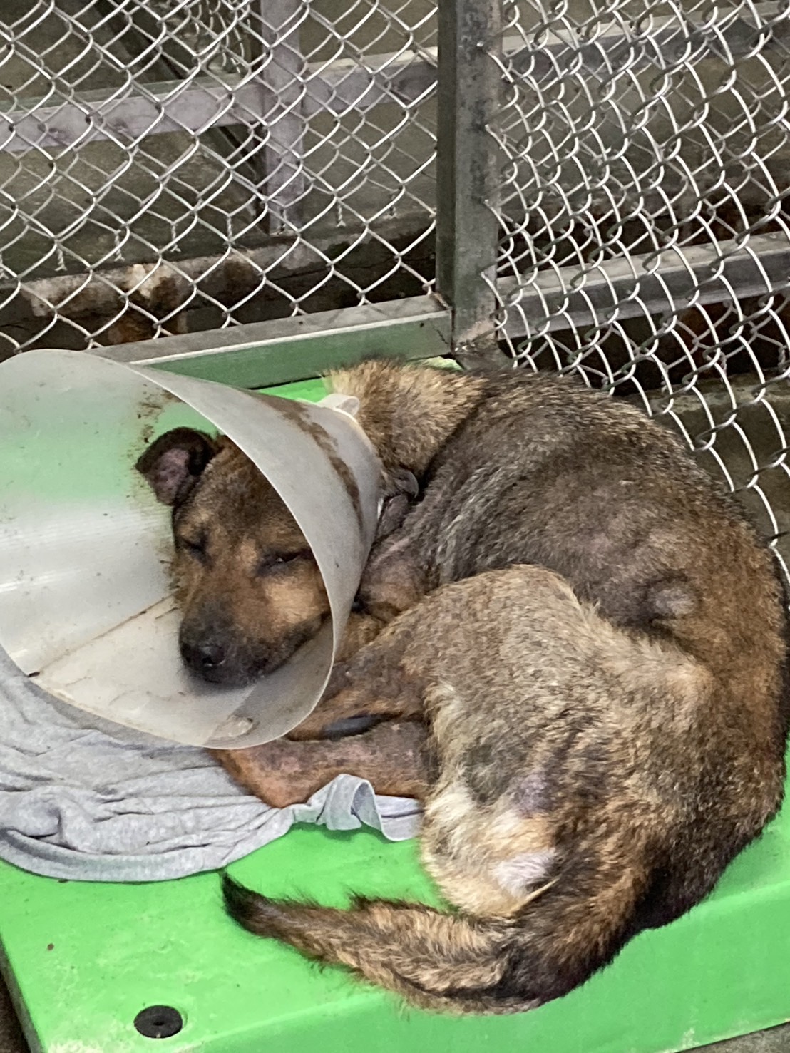 台東縣已領養狗 混種犬