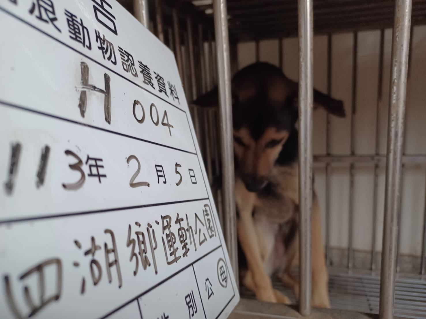 雲林縣已領養狗 混種犬