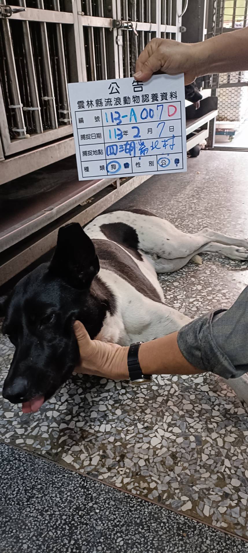 雲林縣已領養狗 混種犬