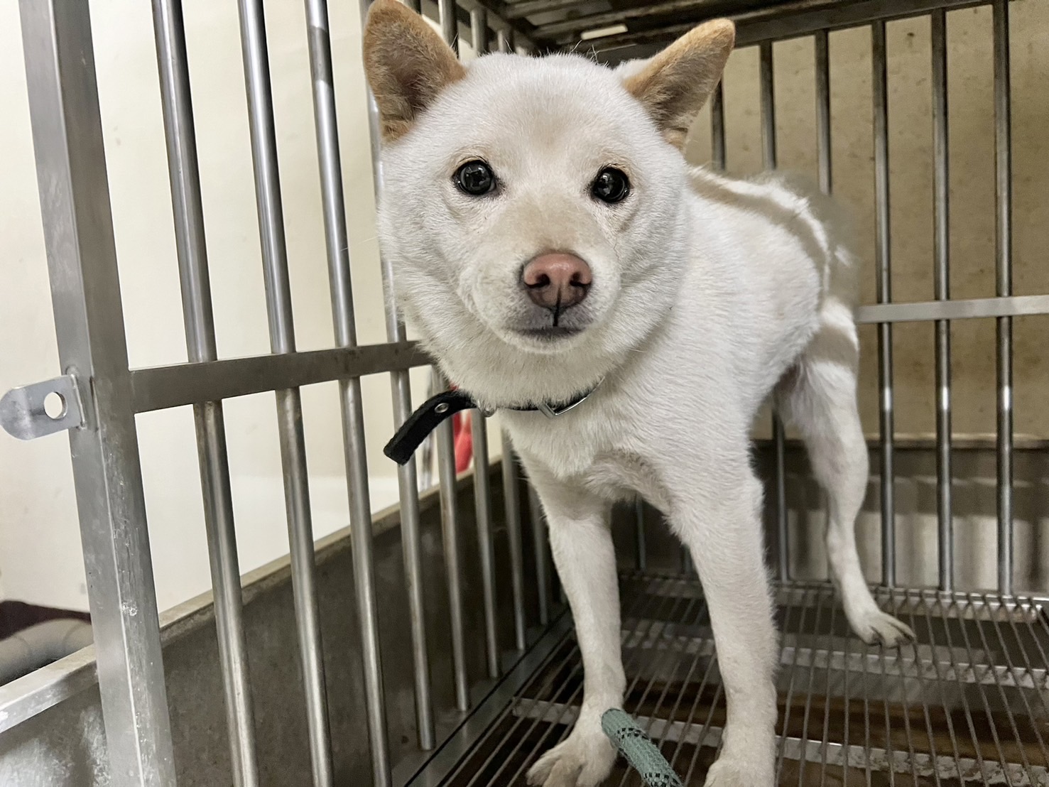 桃園市已領養狗 柴犬