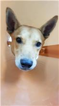 苗栗縣已領養狗 混種犬