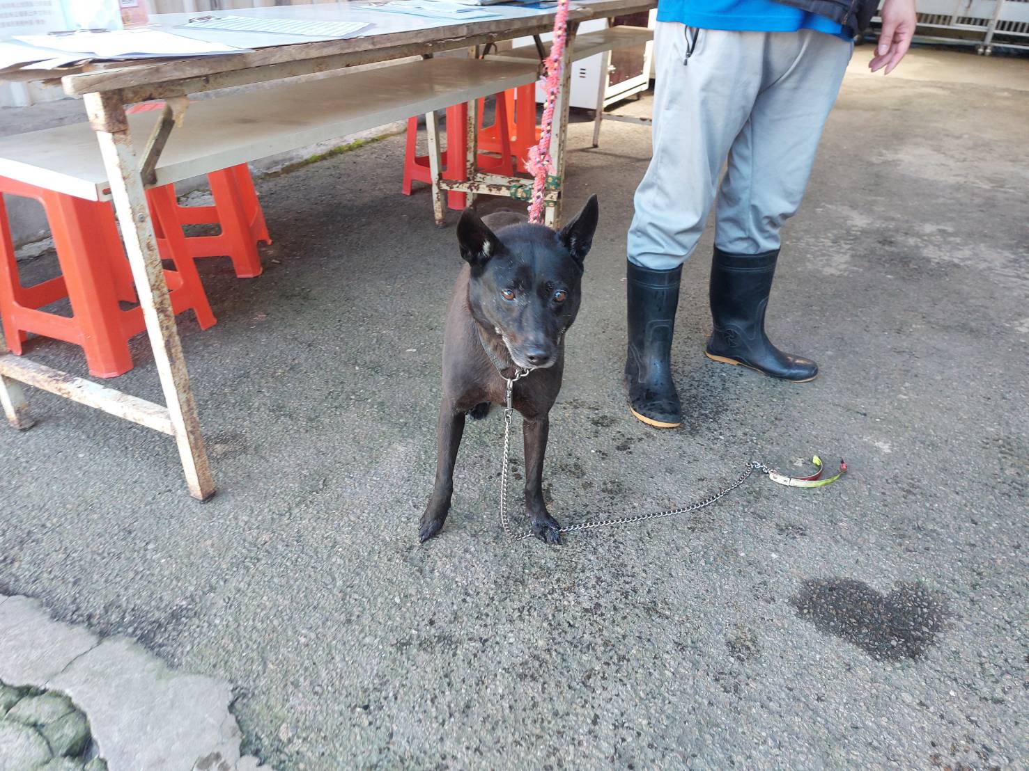 新北市已領養狗 混種犬