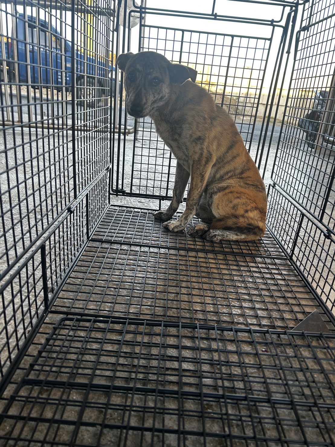 澎湖縣已領養狗 混種犬