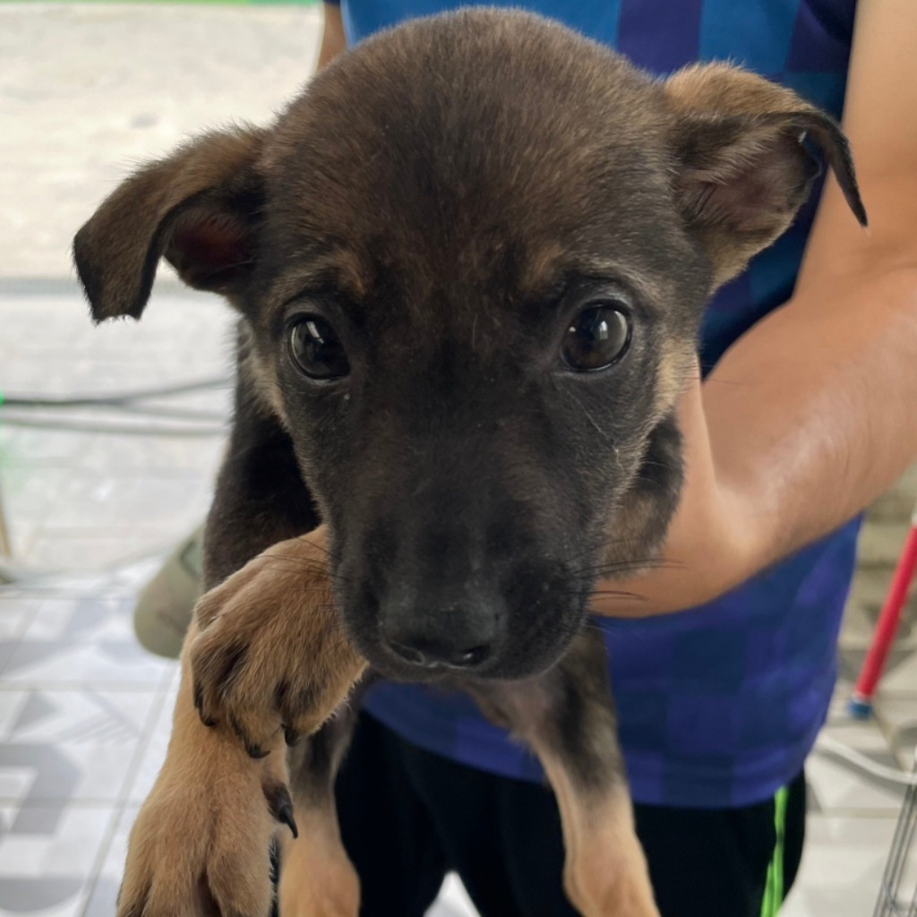 苗栗縣已領養狗 混種犬
