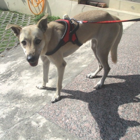 高雄市待認養狗 混種犬
