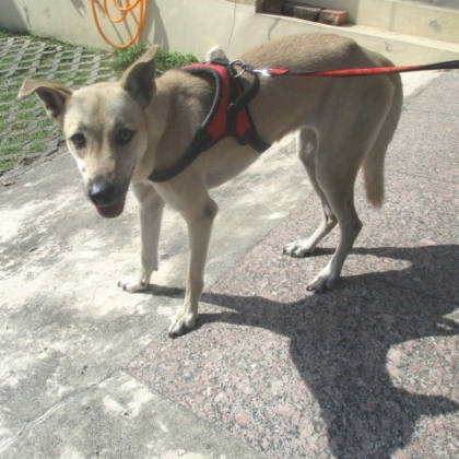 高雄市待認養狗｜混種犬｜黃色｜母
