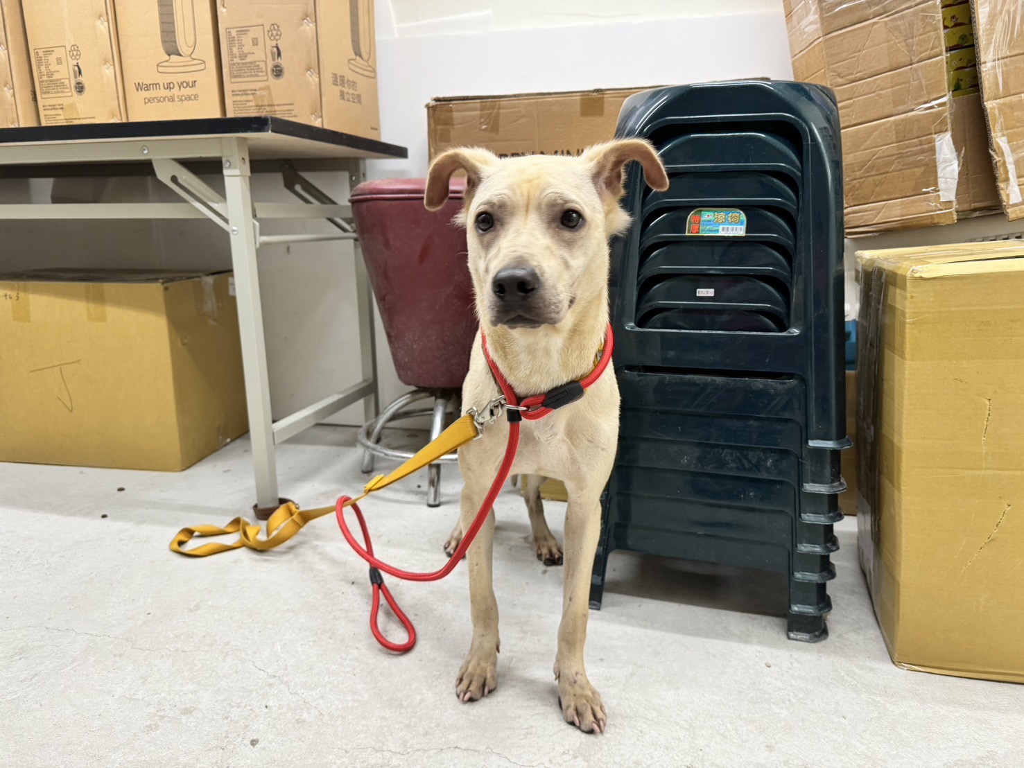台北市已領養狗 混種犬