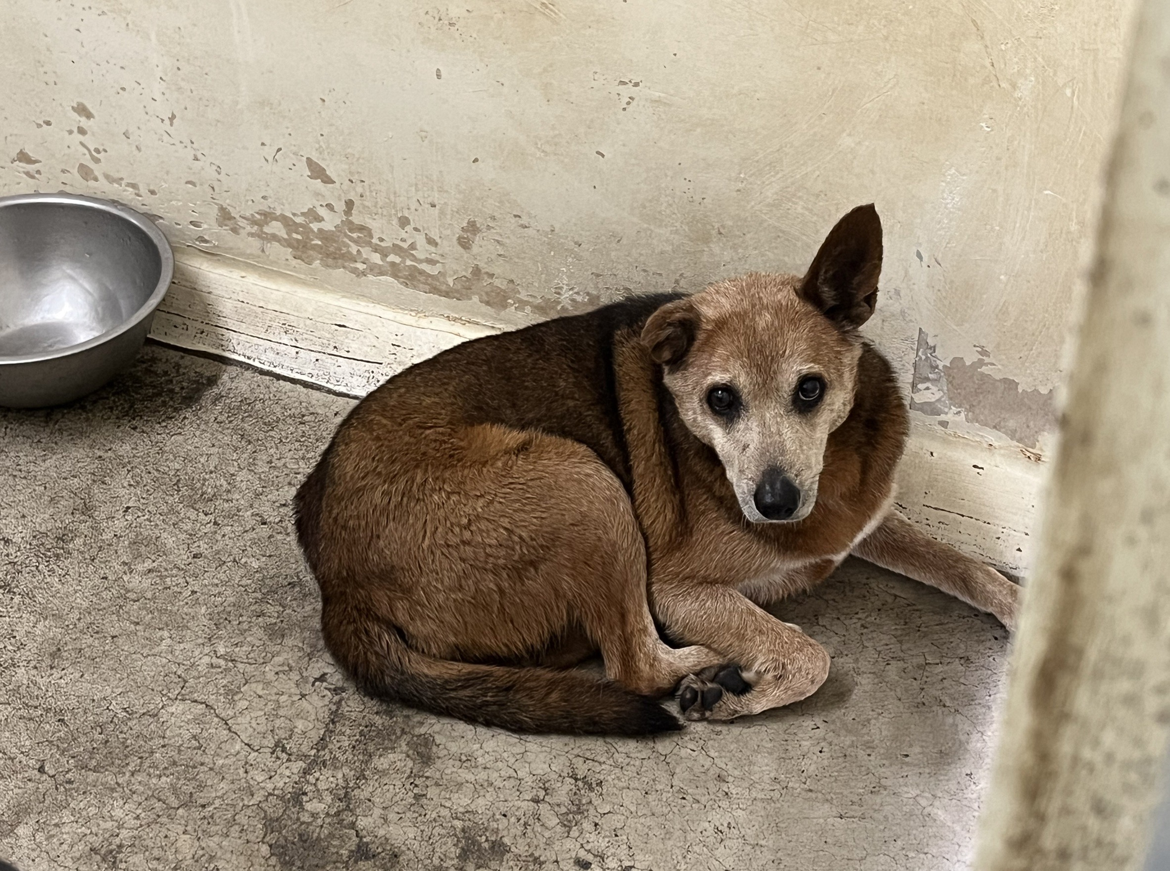 台北市已領養狗 混種犬