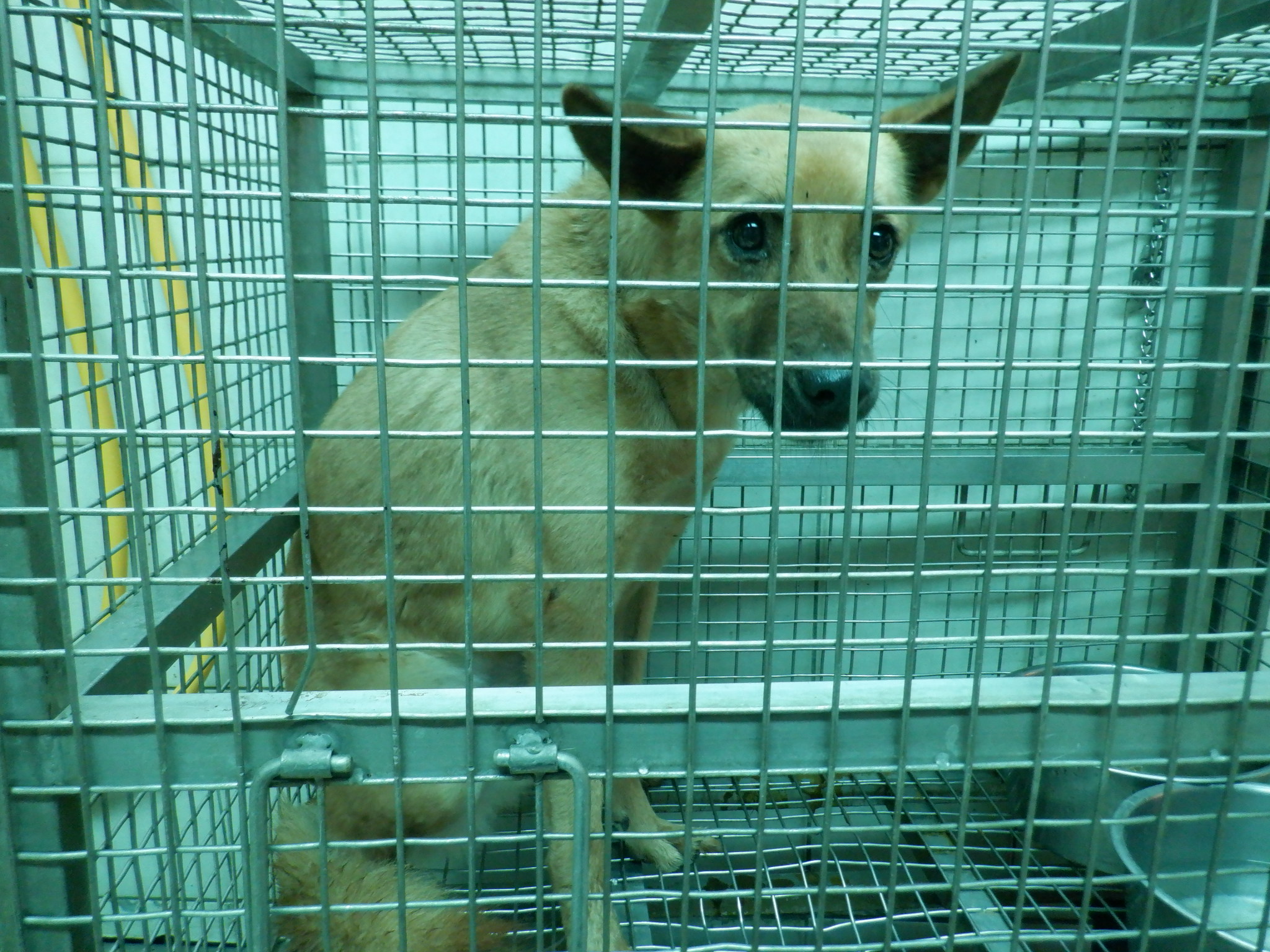 南投縣已領養狗 混種犬