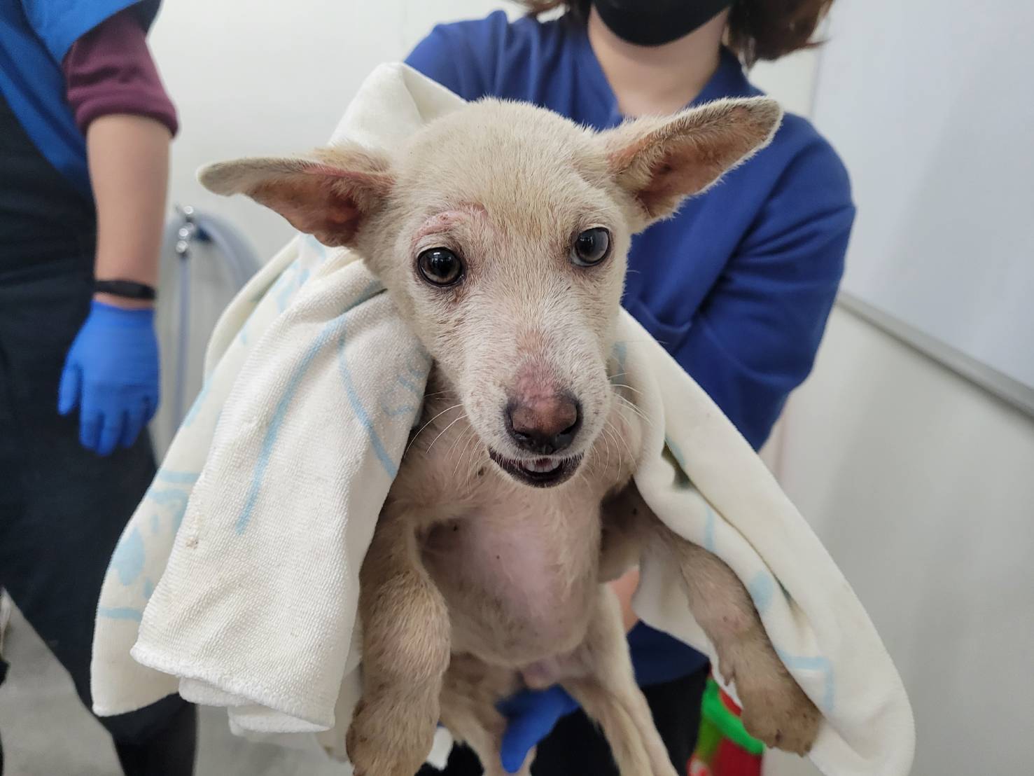 台北市已領養狗 混種犬