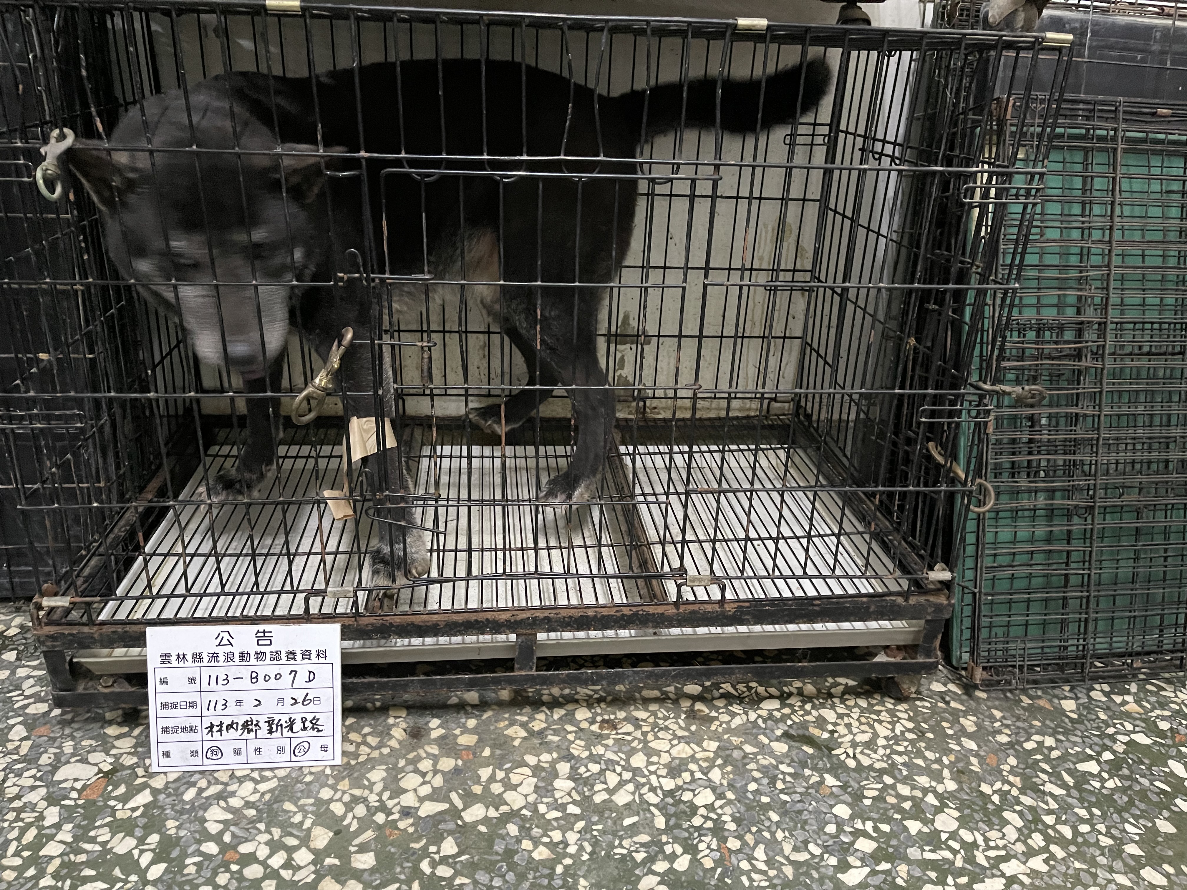 雲林縣已領養狗 混種犬