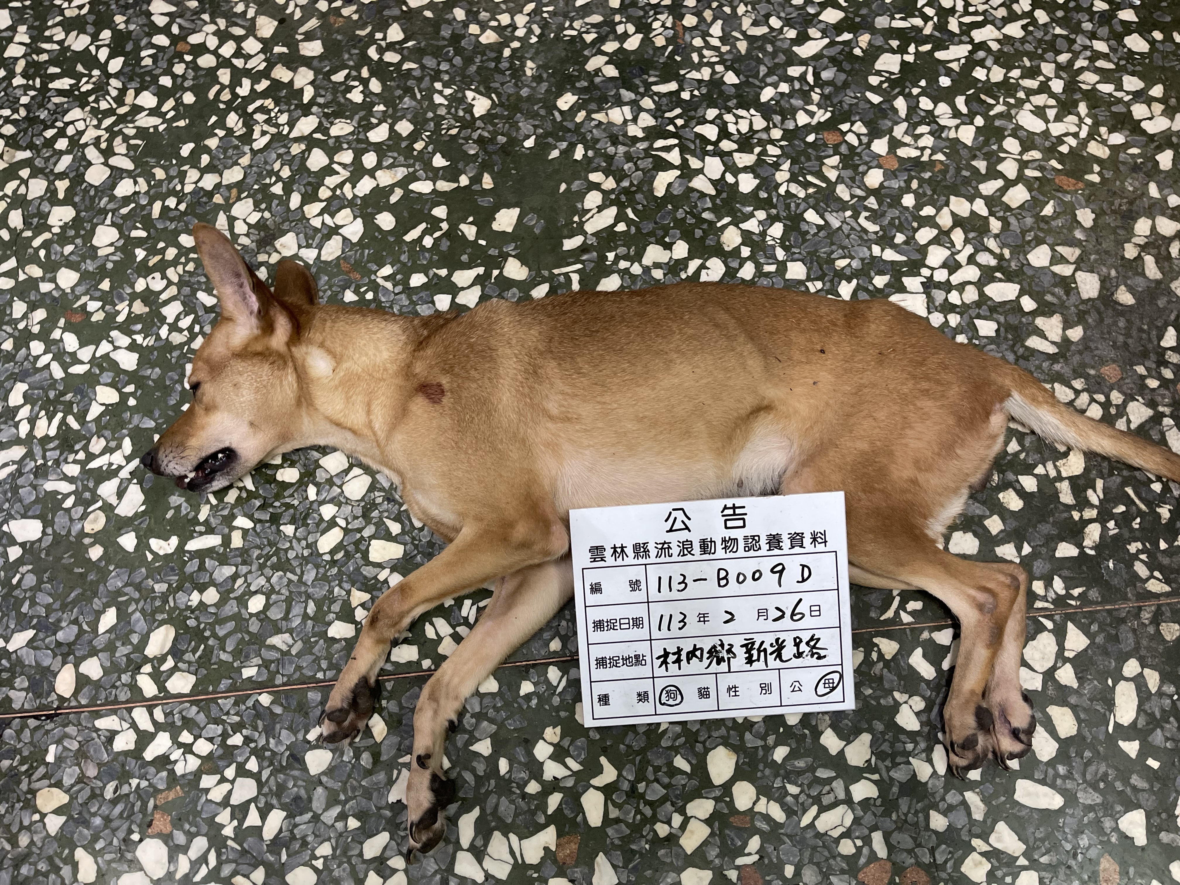 雲林縣已領養狗 混種犬