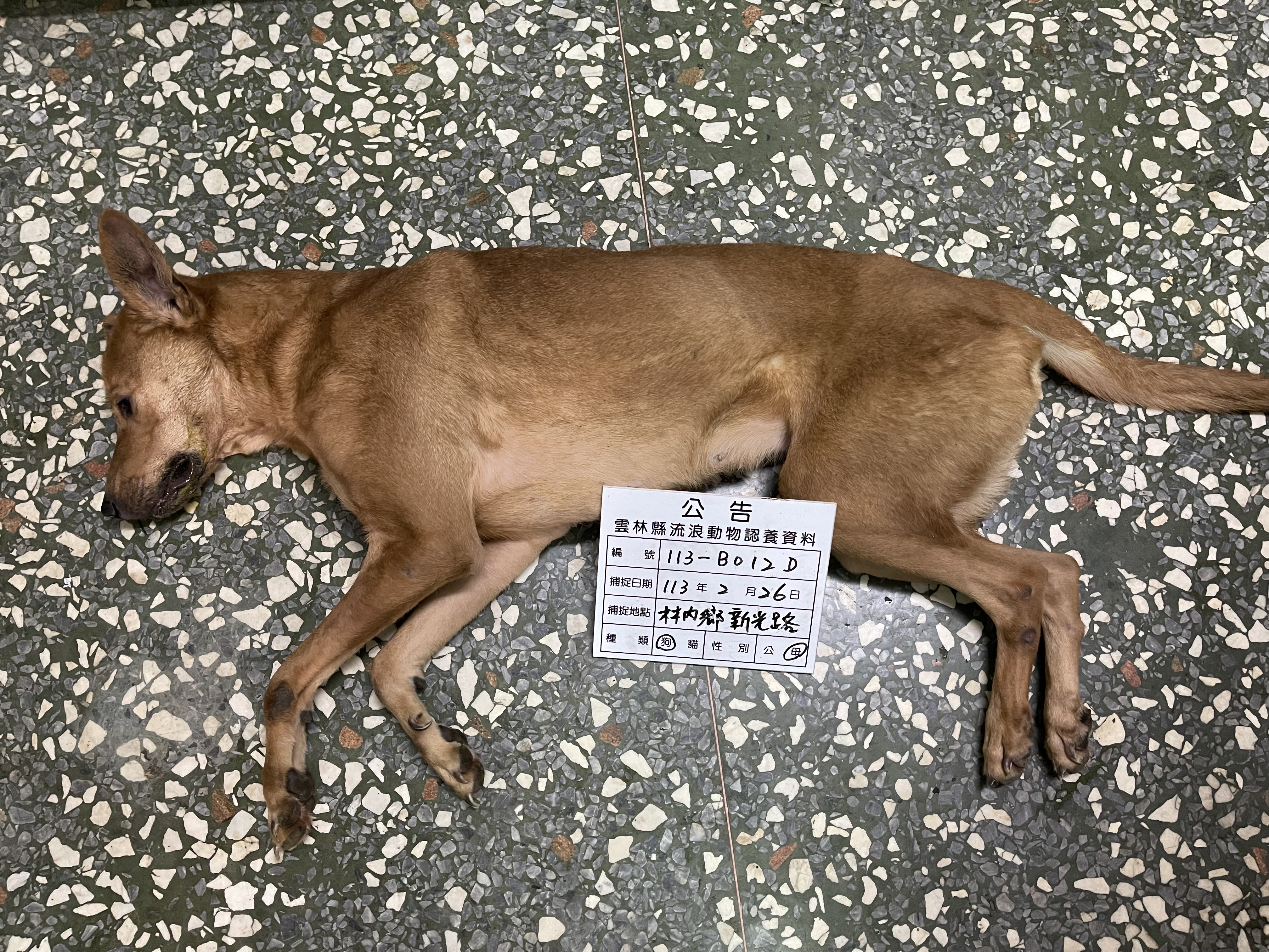 雲林縣已領養狗 混種犬