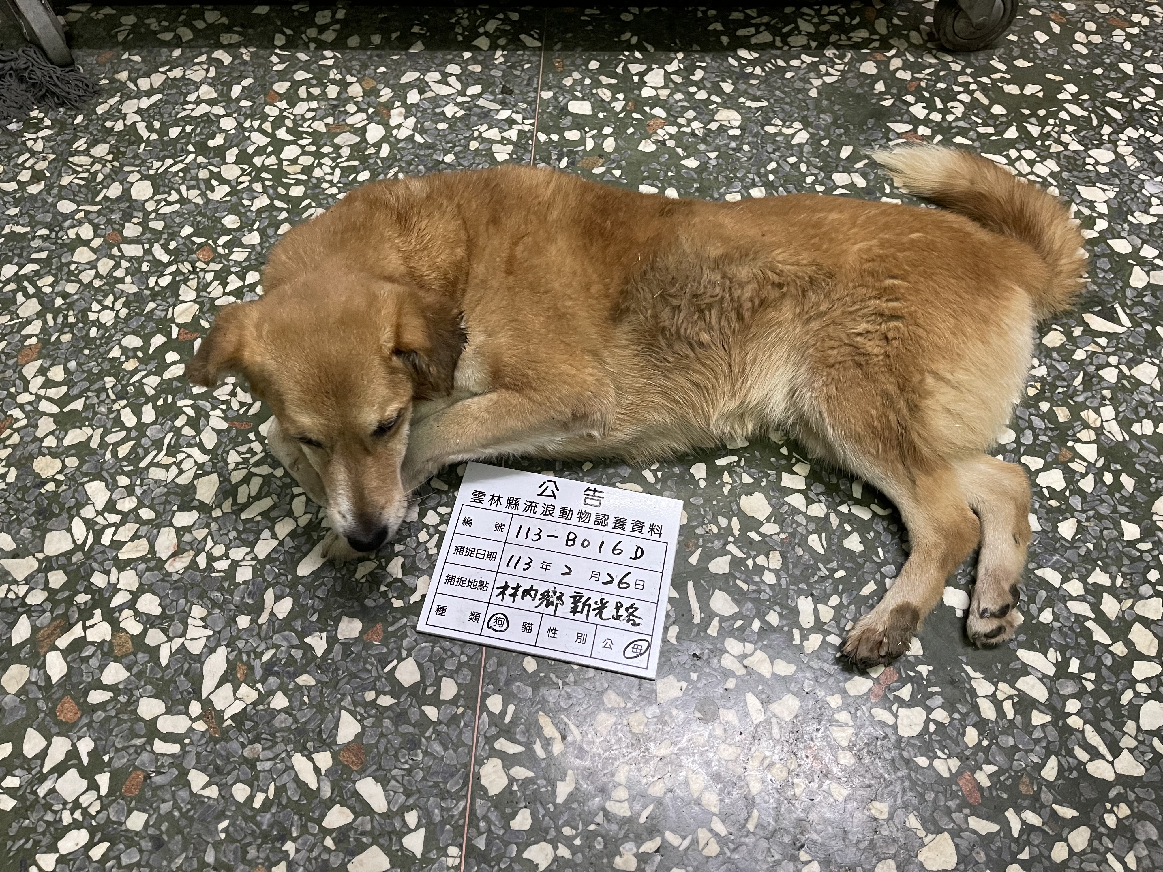 雲林縣已領養狗 混種犬