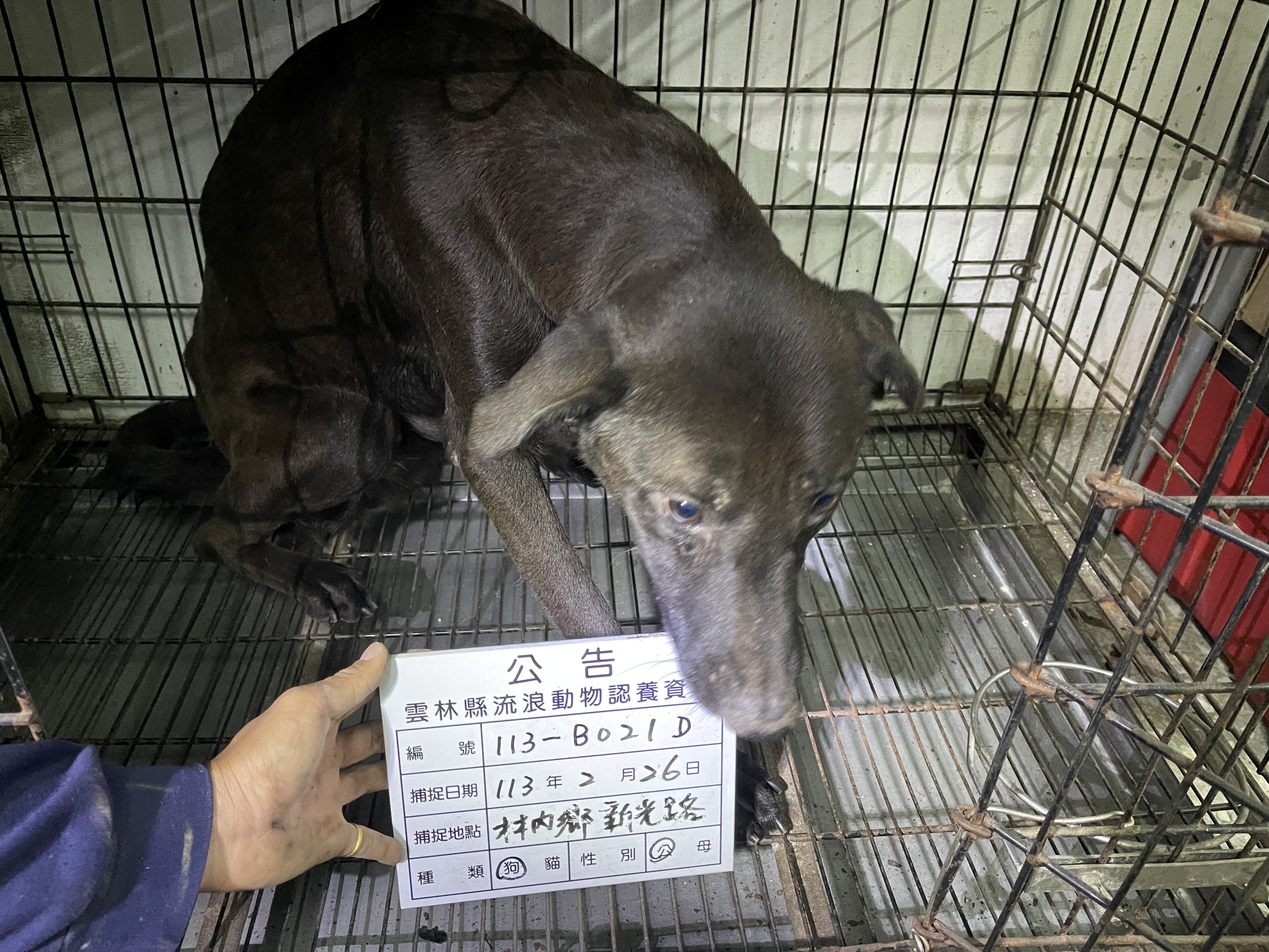雲林縣已領養狗 混種犬