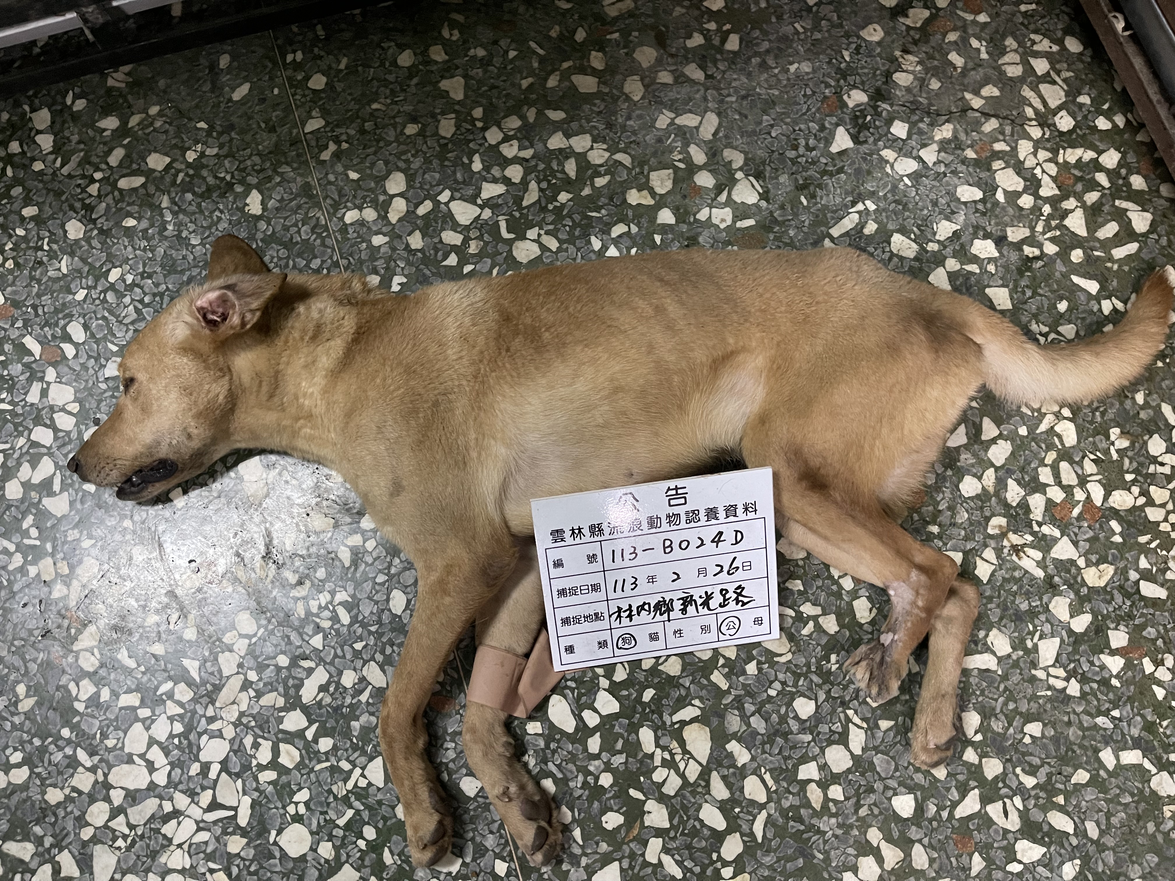 雲林縣已領養狗 混種犬