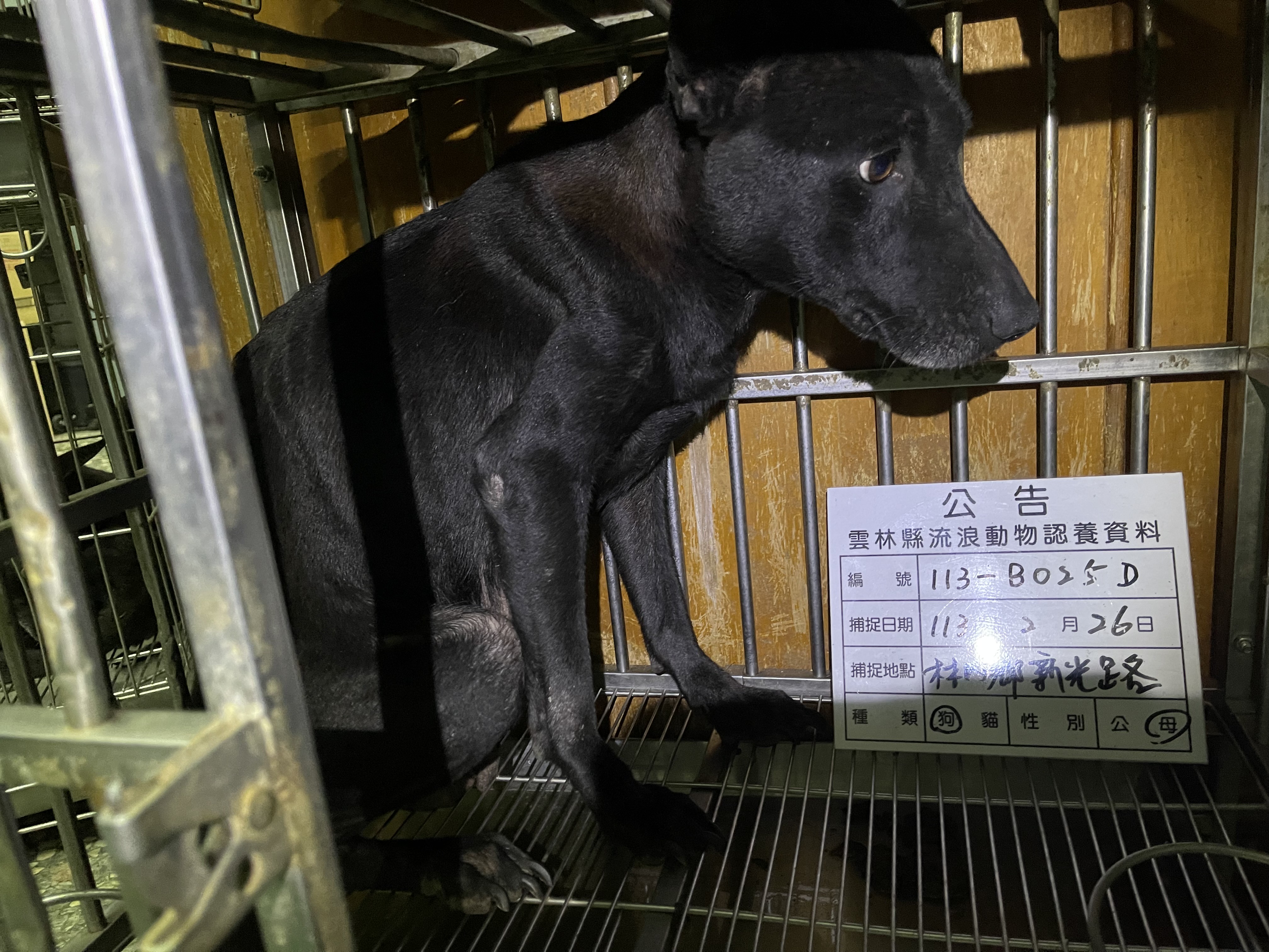 雲林縣已領養狗 混種犬