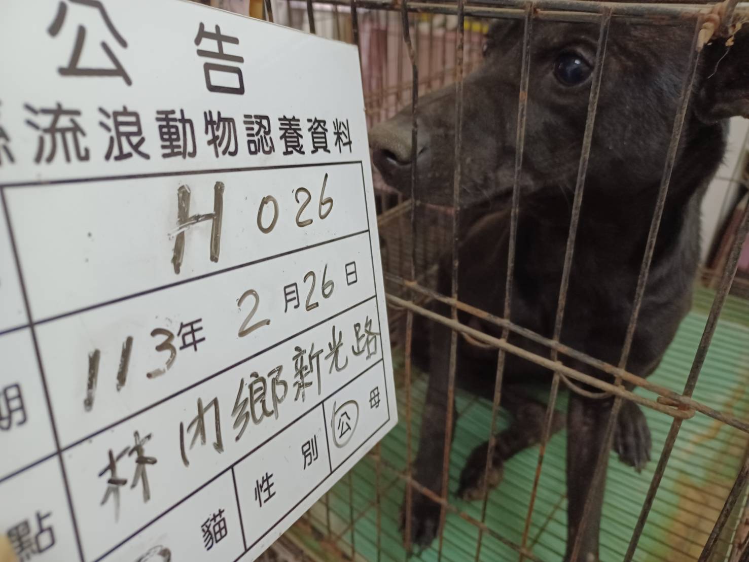 雲林縣已領養狗 混種犬