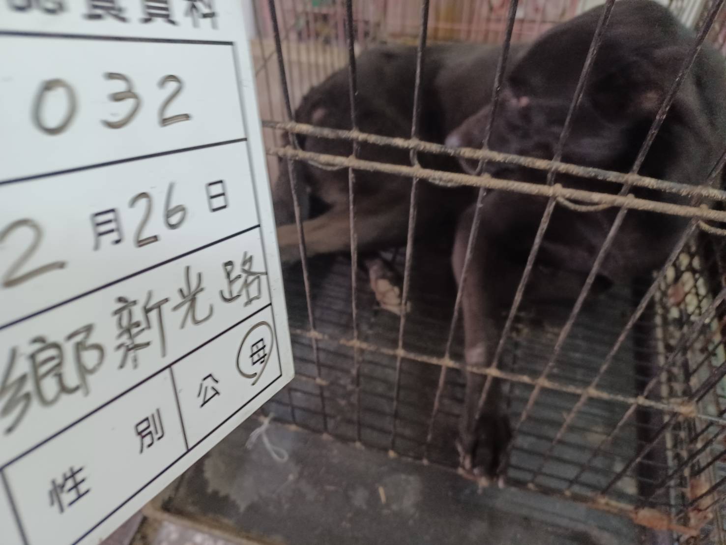 雲林縣已領養狗 混種犬