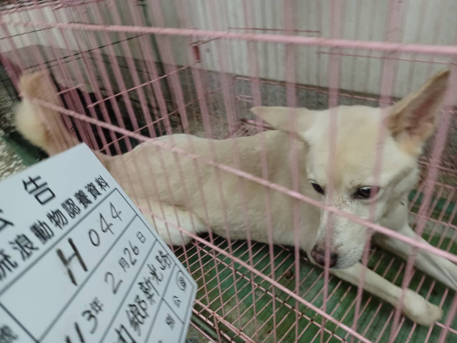 雲林縣已領養狗 混種犬