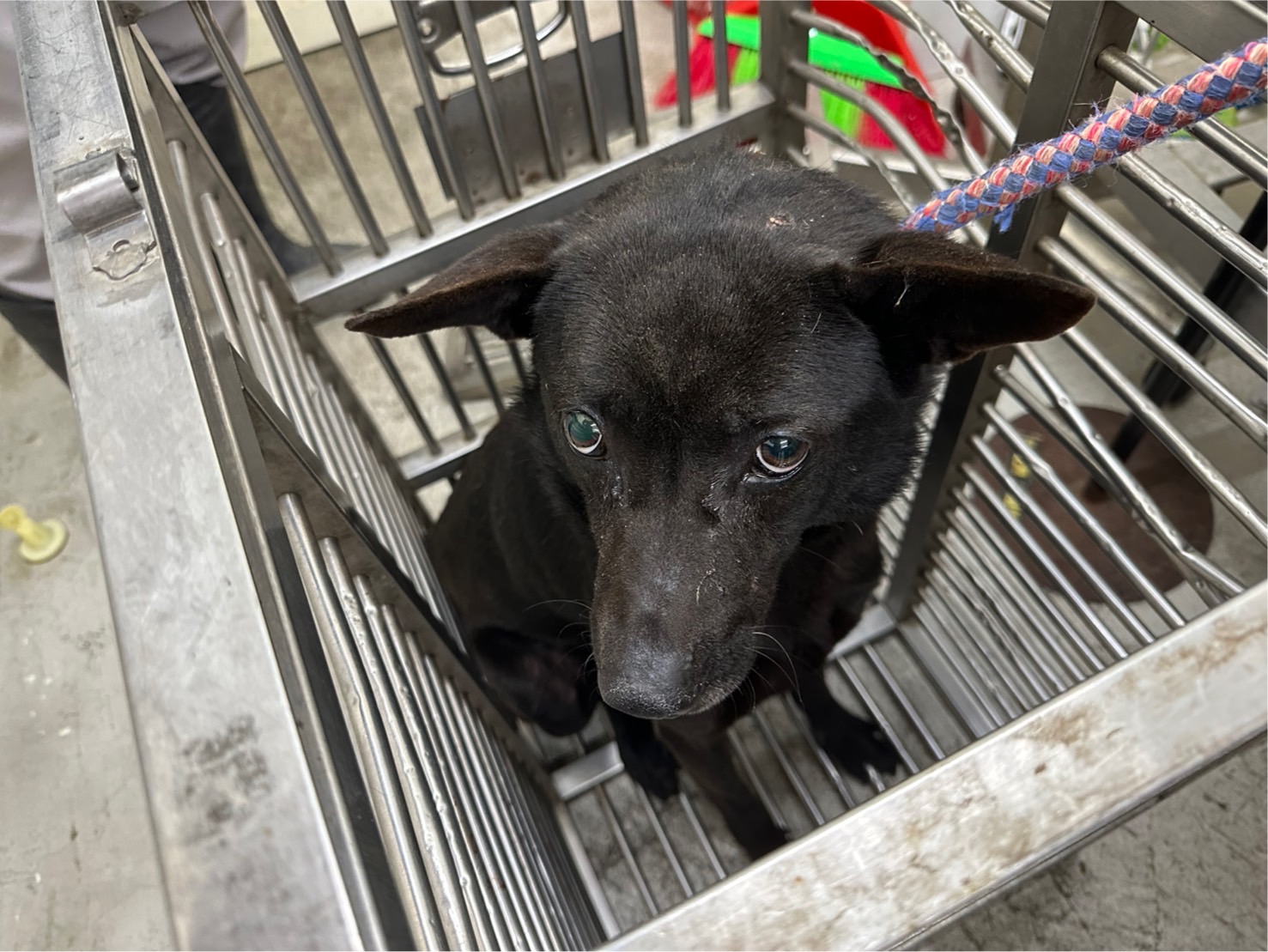 台北市已領養狗 混種犬