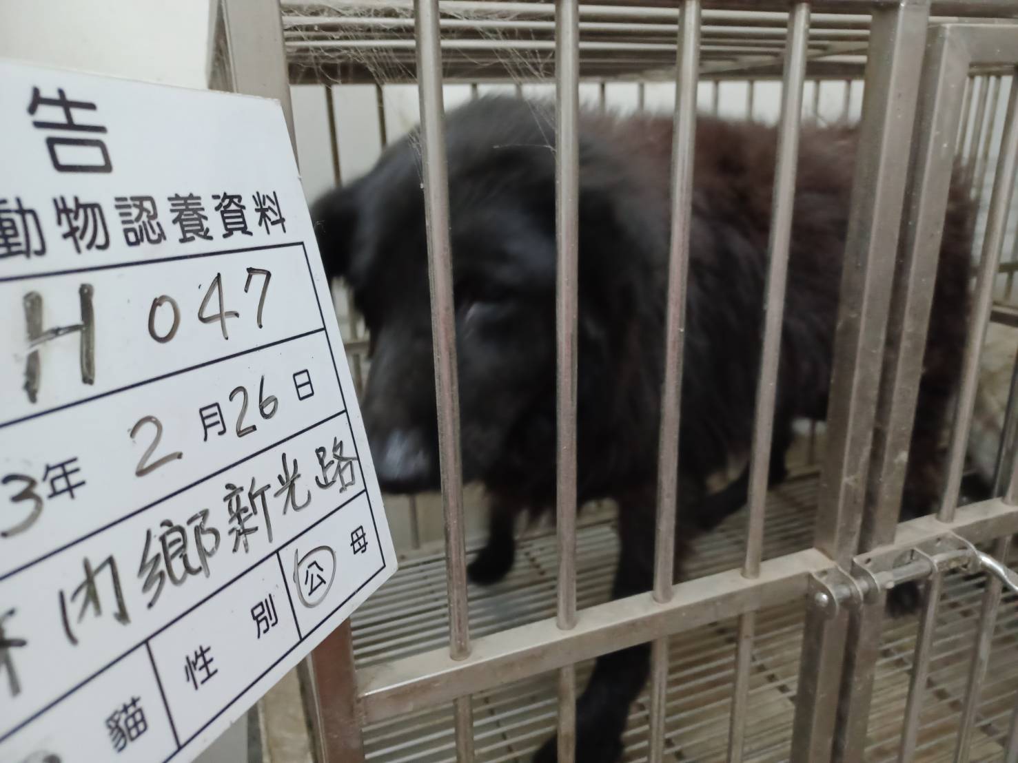 雲林縣已領養狗 混種犬