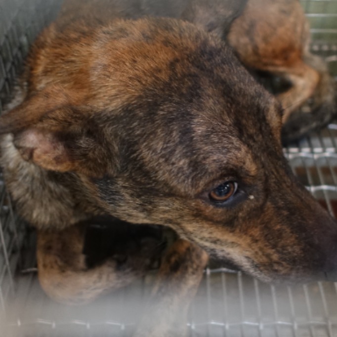 台南市已領養狗 混種犬