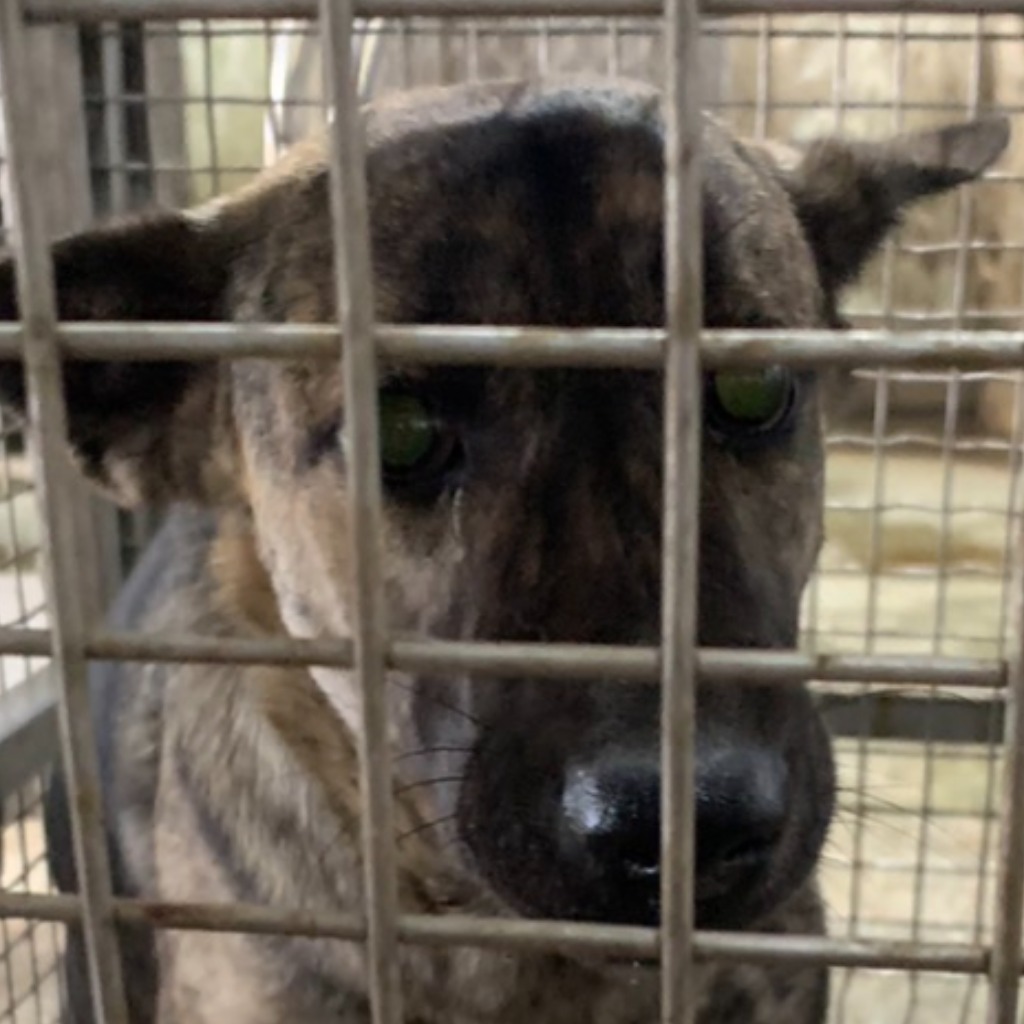 台南市已領養狗 混種犬