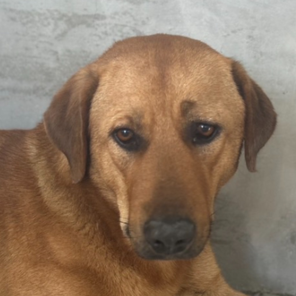 澎湖縣已領養狗 混種犬