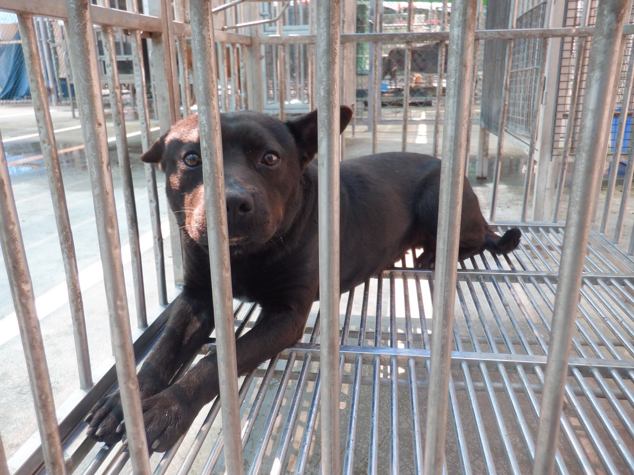 南投縣已領養狗 混種犬