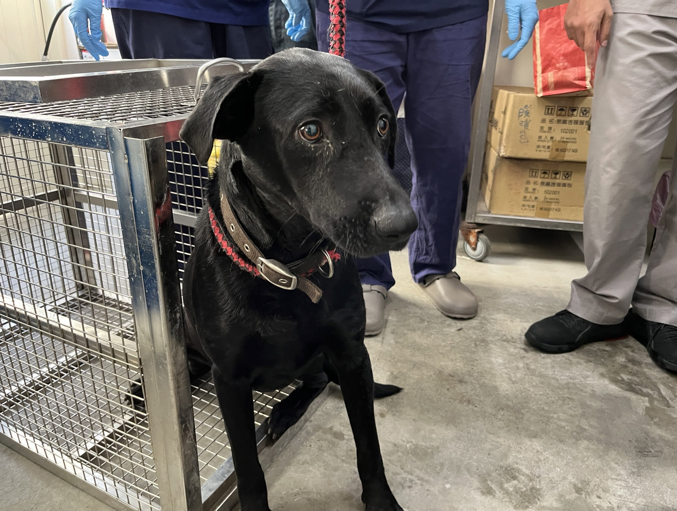台北市已領養狗 混種犬
