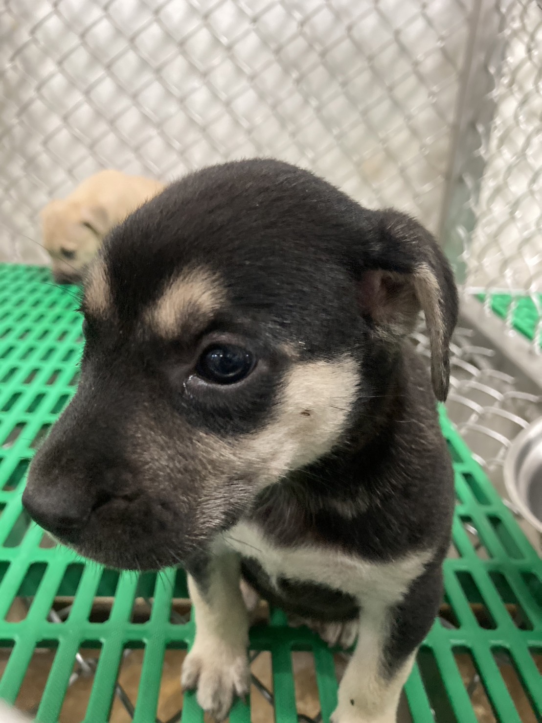 台東縣已領養狗 混種犬