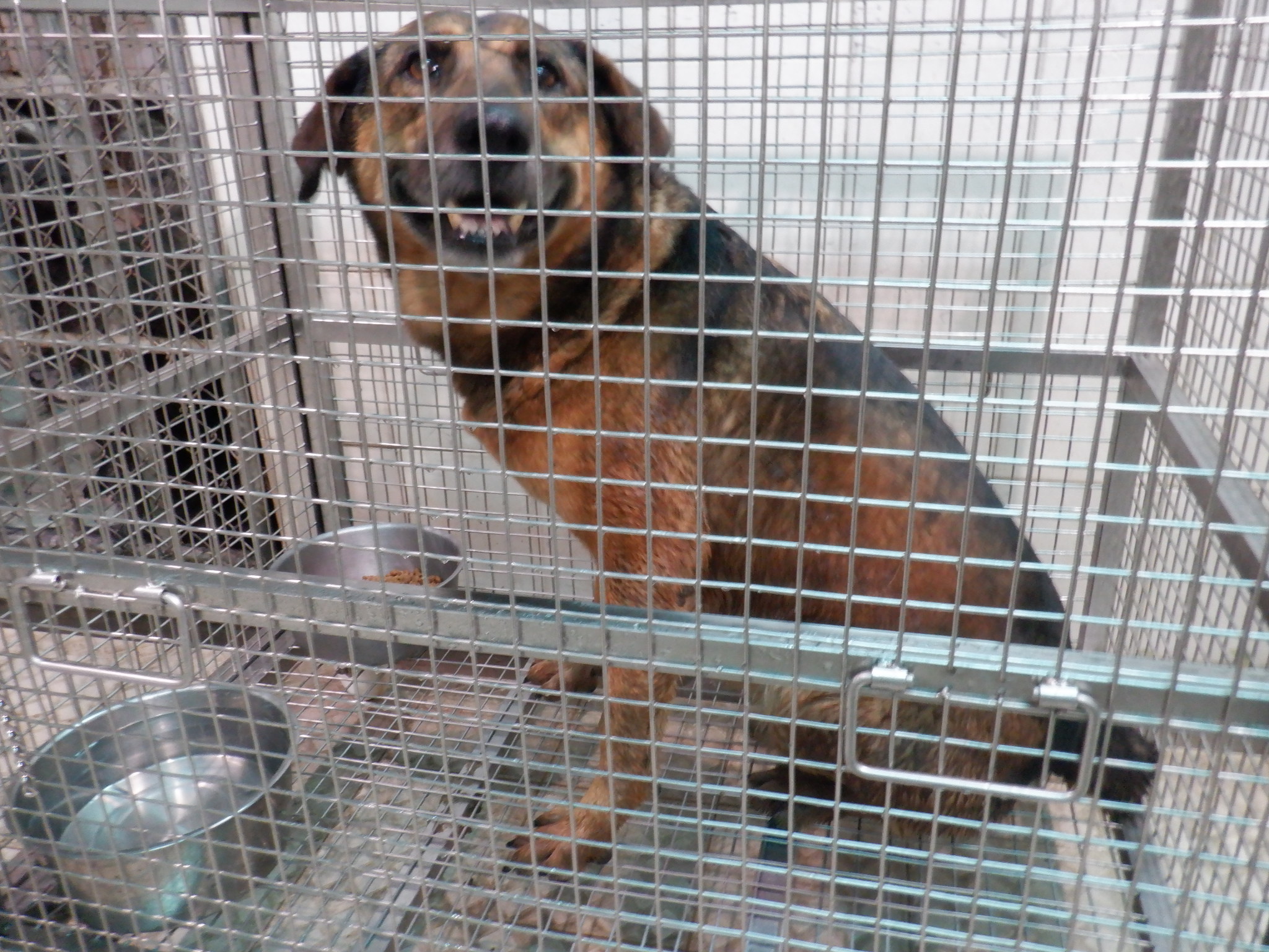南投縣已領養狗 混種犬