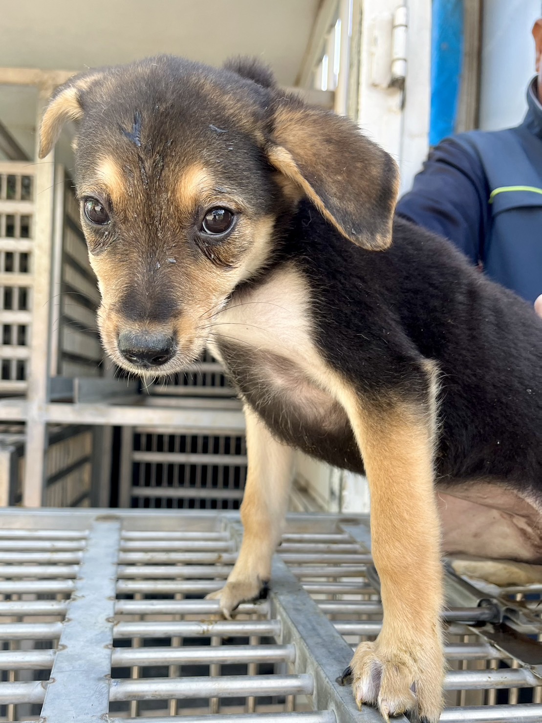 彰化縣已領養狗 混種犬