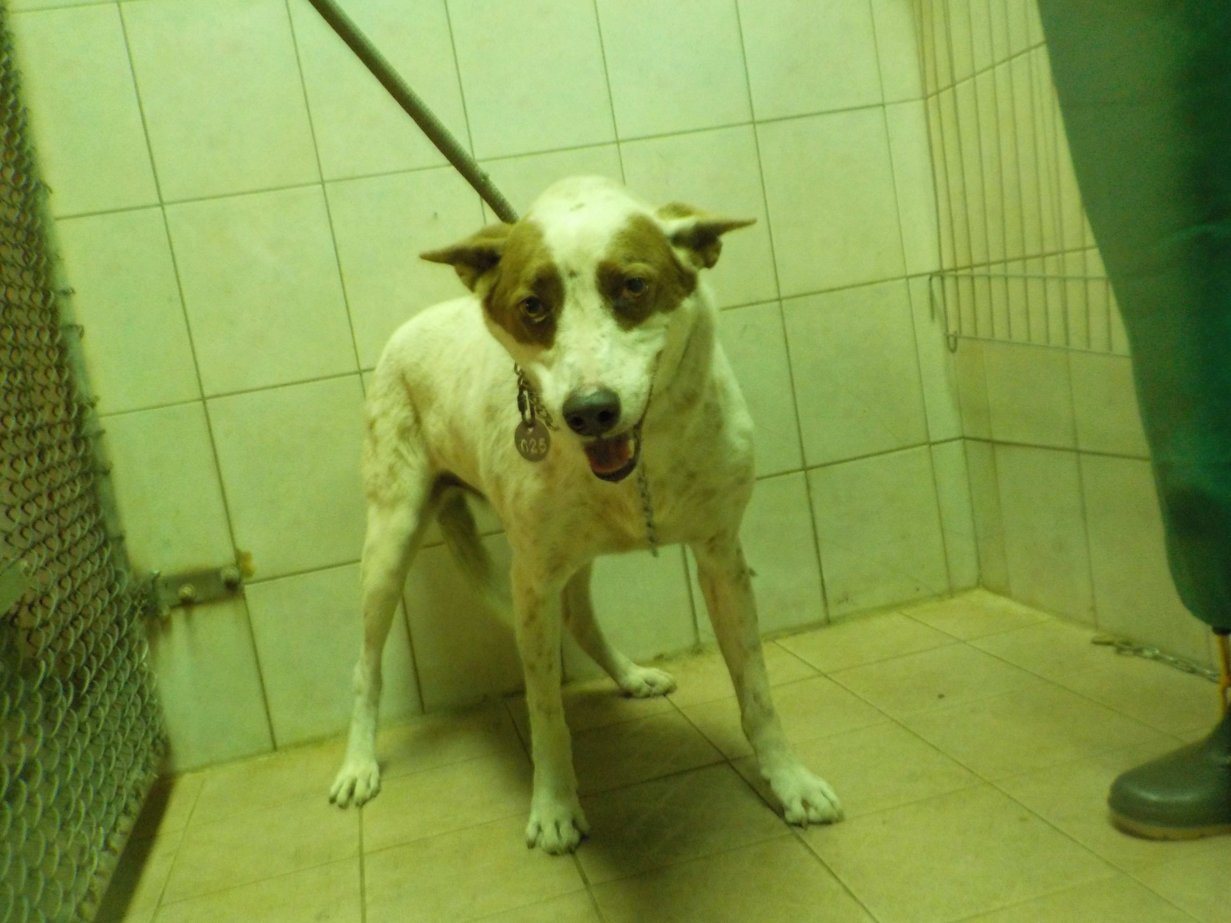 南投縣已領養狗 混種犬