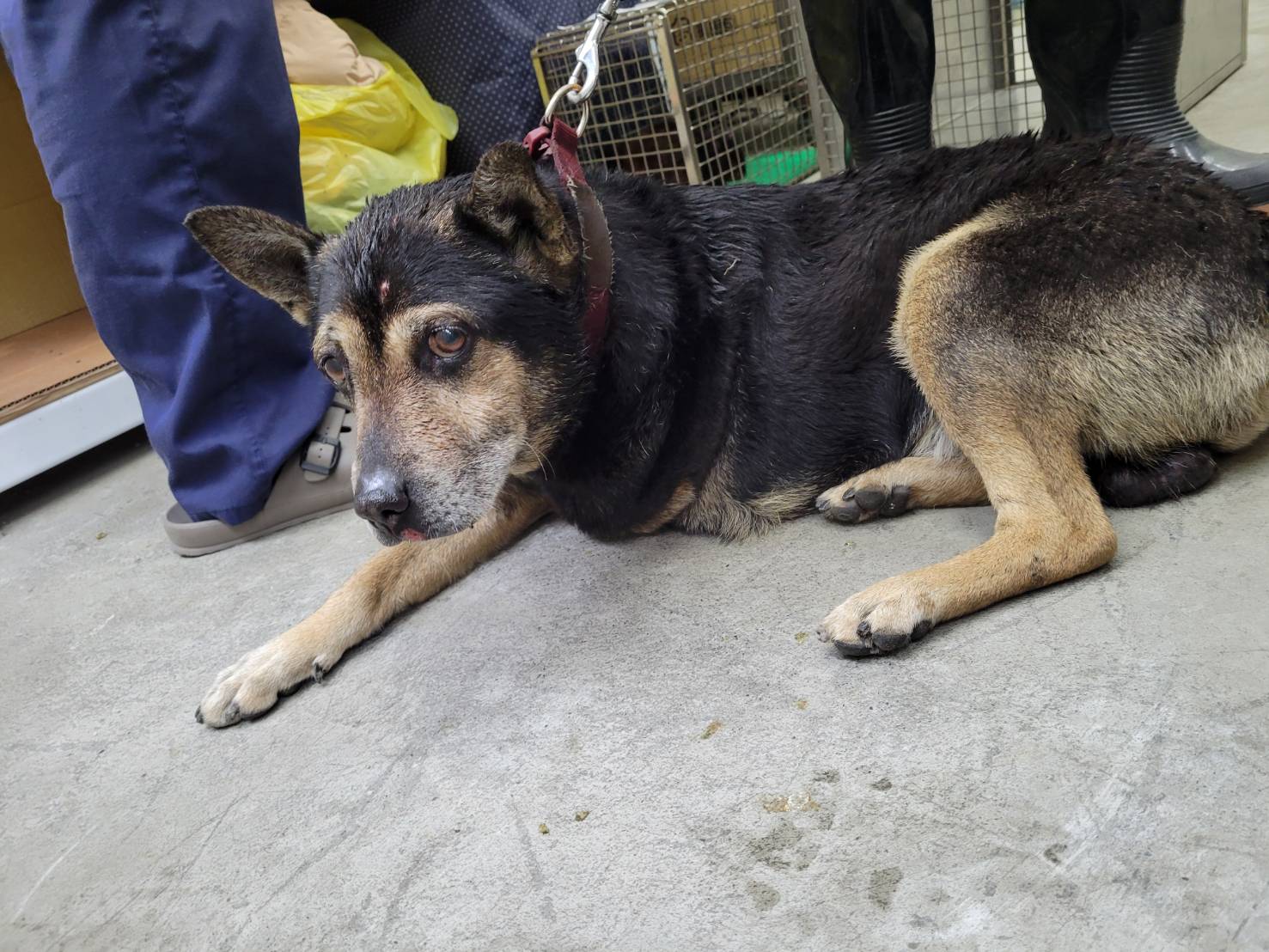 台北市已領養狗 混種犬