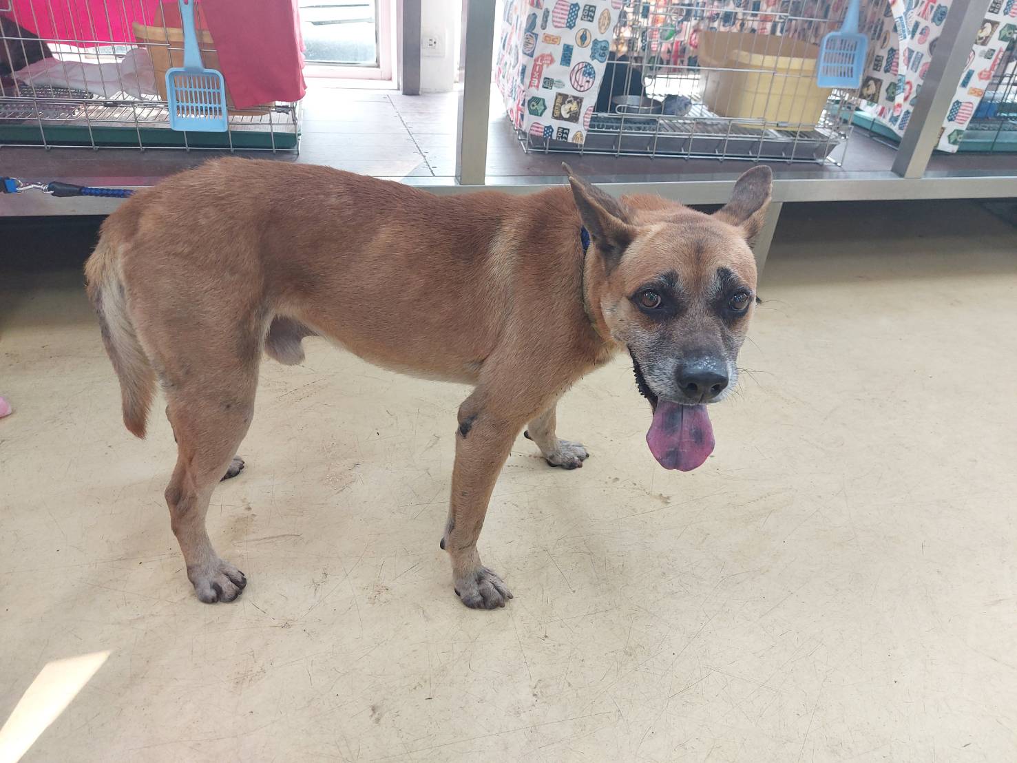 新北市已領養狗 混種犬