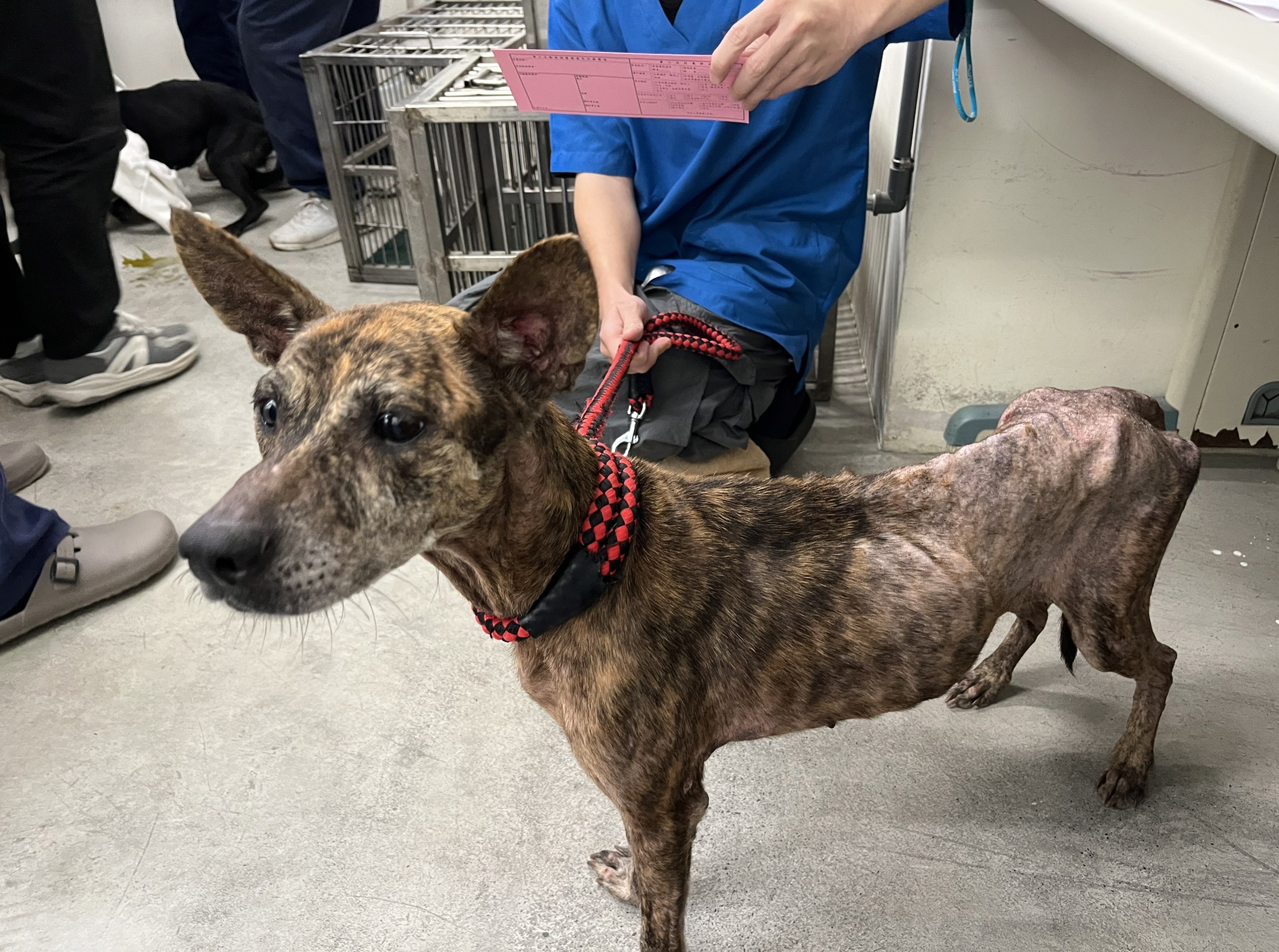 台北市已領養狗 混種犬