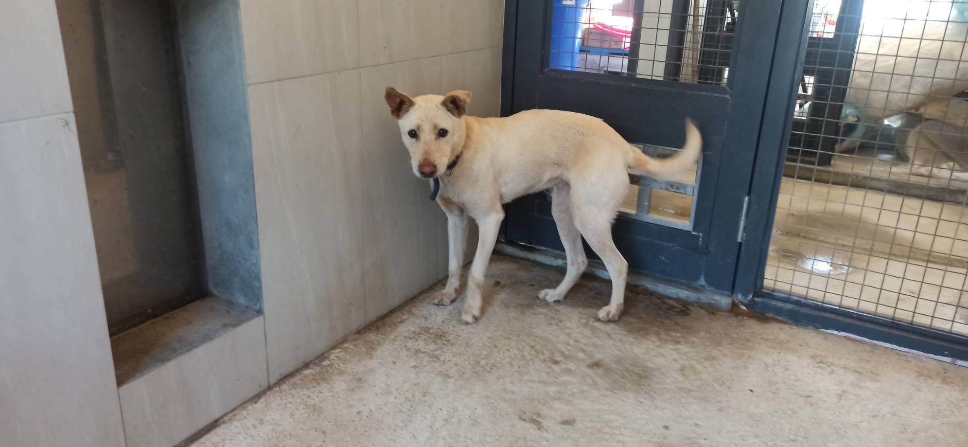 金門縣已領養狗 混種犬