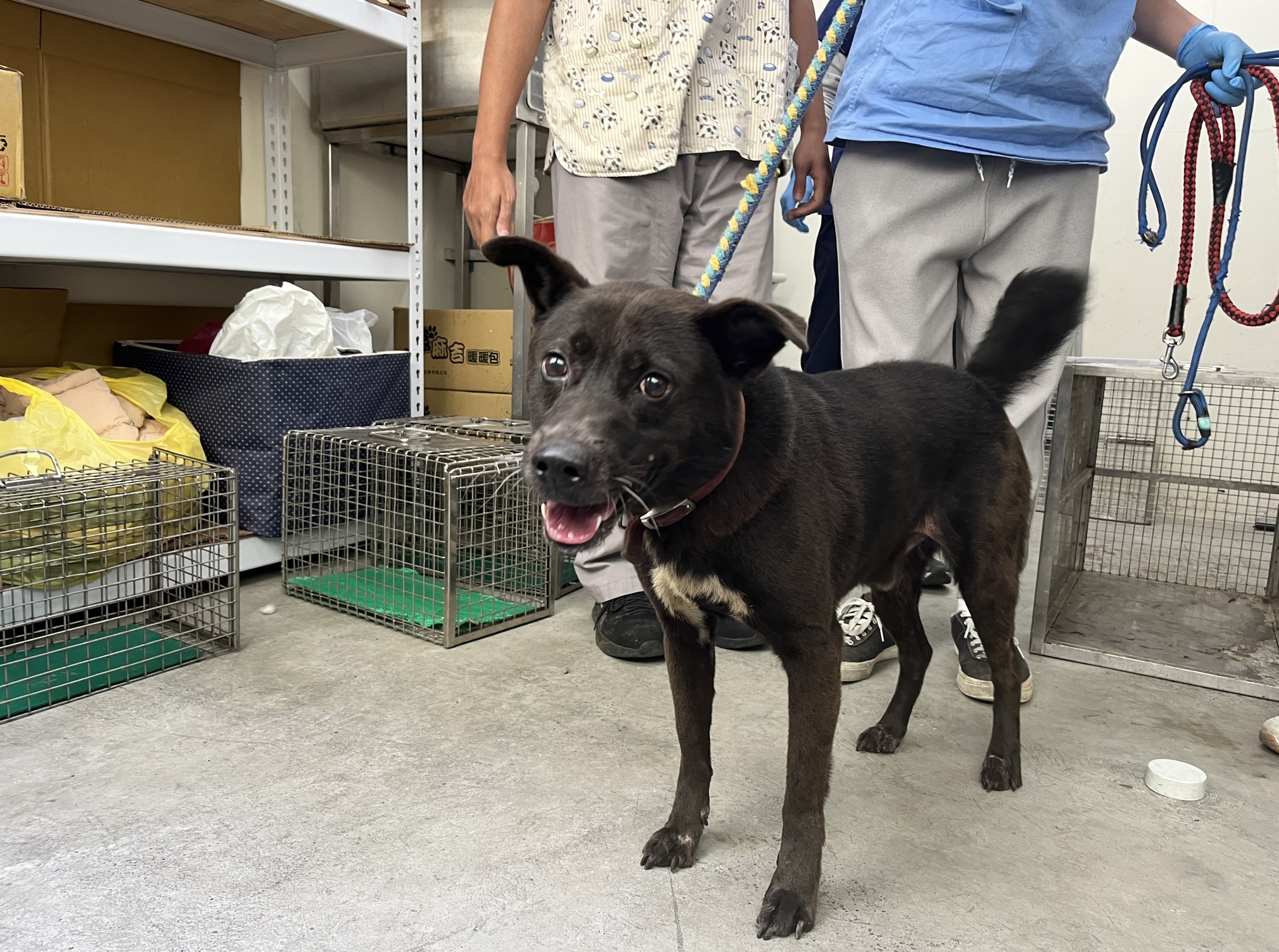 台北市已領養狗 混種犬